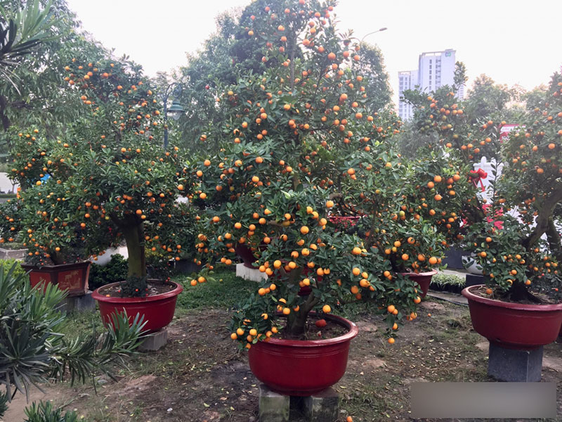 Một cây vàng không mua nổi cây quất trưng Tết tại vỉa hè Sài Gòn